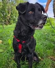 ERIK, Hund, Mischlingshund in Kroatien - Bild 12