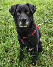 ERIK, Hund, Mischlingshund in Kroatien - Bild 13