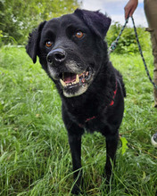 ERIK, Hund, Mischlingshund in Kroatien - Bild 14