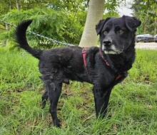 ERIK, Hund, Mischlingshund in Kroatien - Bild 16