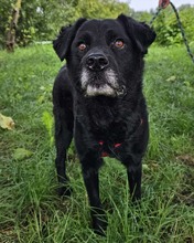 ERIK, Hund, Mischlingshund in Kroatien - Bild 17