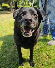 ERIK, Hund, Mischlingshund in Kroatien - Bild 3