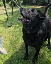 ERIK, Hund, Mischlingshund in Kroatien - Bild 4