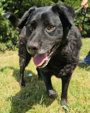 ERIK, Hund, Mischlingshund in Kroatien - Bild 5