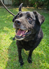 ERIK, Hund, Mischlingshund in Kroatien - Bild 6