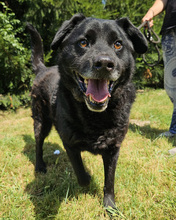 ERIK, Hund, Mischlingshund in Kroatien - Bild 7