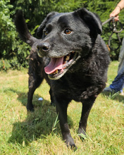 ERIK, Hund, Mischlingshund in Kroatien - Bild 8