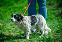 MILANO, Hund, Mischlingshund in Ungarn