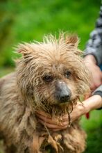 GOLLUM, Hund, Mischlingshund in Ungarn