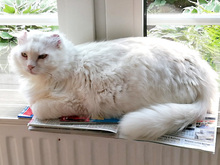 BIANCHINO, Katze, Langhaarkatze-Mix in Neuss - Bild 2