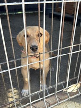 PEPITA, Hund, Mischlingshund in Rumänien