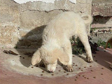 SPLENDIDA, Hund, Mischlingshund in Ruppichteroth