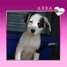 ARDA, Hund, Mischlingshund in Bulgarien