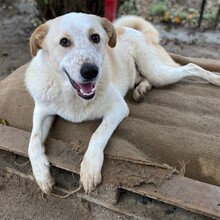 ORFEAS, Hund, Mischlingshund in Rahden - Bild 1