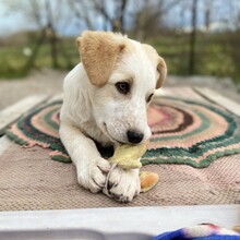 ORFEAS, Hund, Mischlingshund in Rahden - Bild 11