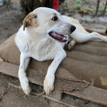 ORFEAS, Hund, Mischlingshund in Rahden - Bild 2