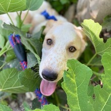 ORFEAS, Hund, Mischlingshund in Rahden - Bild 3