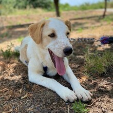 ORFEAS, Hund, Mischlingshund in Rahden - Bild 5