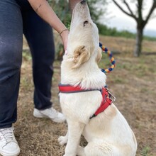 ORFEAS, Hund, Mischlingshund in Rahden - Bild 8