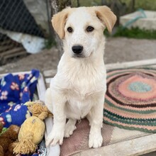 ORFEAS, Hund, Mischlingshund in Rahden - Bild 9