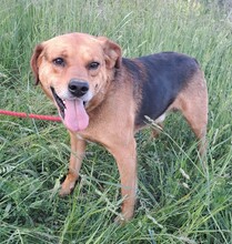 CSOKI, Hund, Deutscher Schäferhund-Labrador-Mix in Ungarn - Bild 1