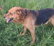 CSOKI, Hund, Deutscher Schäferhund-Labrador-Mix in Ungarn - Bild 2