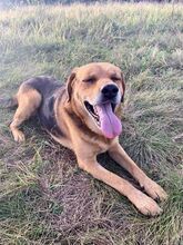 CSOKI, Hund, Deutscher Schäferhund-Labrador-Mix in Ungarn - Bild 4