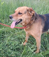 CSOKI, Hund, Deutscher Schäferhund-Labrador-Mix in Ungarn - Bild 5