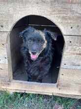JIMMY, Hund, Mischlingshund in Rumänien