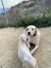 LESLIE, Hund, Mischlingshund in Griechenland - Bild 11