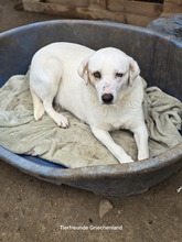 LESLIE, Hund, Mischlingshund in Griechenland - Bild 4