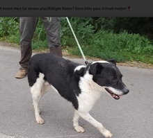 GÖMBI, Hund, Mischlingshund in Ungarn - Bild 10