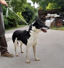 GÖMBI, Hund, Mischlingshund in Ungarn - Bild 2