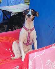 PENNY, Hund, Bodeguero Andaluz-Mix in Sarstedt - Bild 7