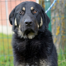 HECTOR, Hund, Mischlingshund in Kroatien - Bild 1