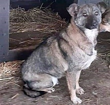 NALA, Hund, Mischlingshund in Rumänien - Bild 1