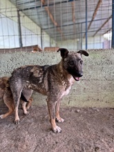 NALA, Hund, Mischlingshund in Rumänien - Bild 7