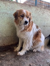 MARY, Hund, Mischlingshund in Rumänien - Bild 2