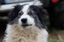 XYBA, Hund, Border Collie-Mix in Lohra-Reimershausen - Bild 1