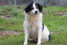 XYBA, Hund, Border Collie-Mix in Lohra-Reimershausen - Bild 2