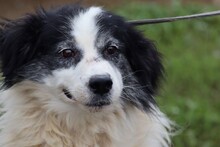 XYBA, Hund, Border Collie-Mix in Lohra-Reimershausen - Bild 5