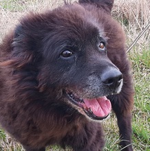 NINO, Hund, Neufundländer-Mix in Lichtenfels - Bild 3