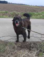 NINO, Hund, Neufundländer-Mix in Lichtenfels - Bild 6