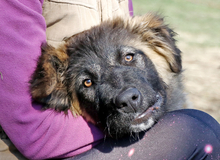 PIROSKA, Hund, Mischlingshund in Ungarn - Bild 3