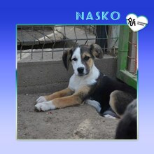 NASKO, Hund, Mischlingshund in Bulgarien