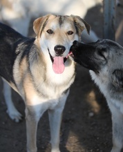 LEO, Hund, Mischlingshund in Griechenland - Bild 12