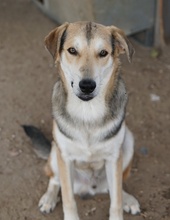 LEO, Hund, Mischlingshund in Griechenland - Bild 3