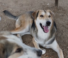 LEO, Hund, Mischlingshund in Griechenland - Bild 6