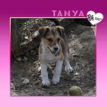 TANYA, Hund, Mischlingshund in Bulgarien