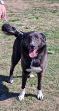 PRINTS, Hund, Mischlingshund in Bulgarien